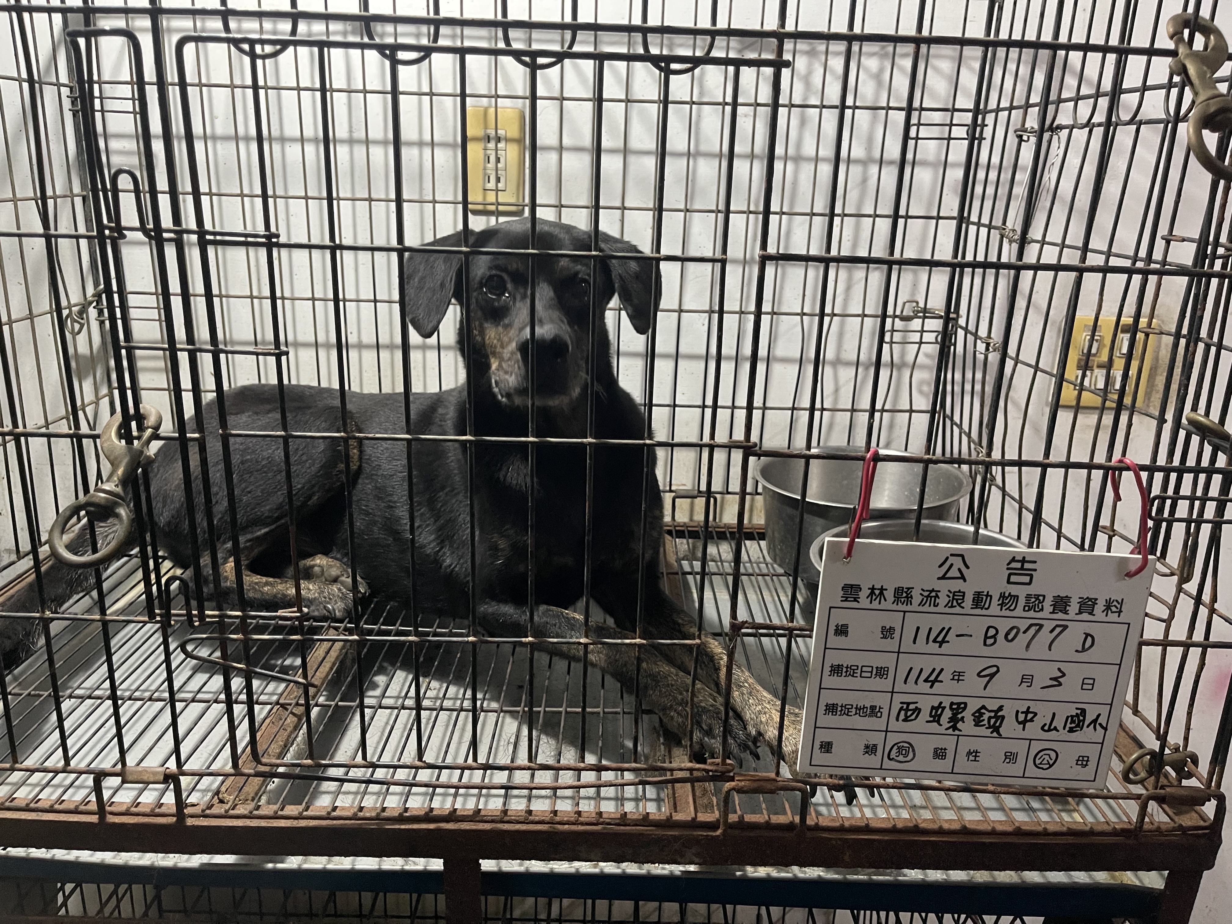 雲林縣已領養狗 混種犬