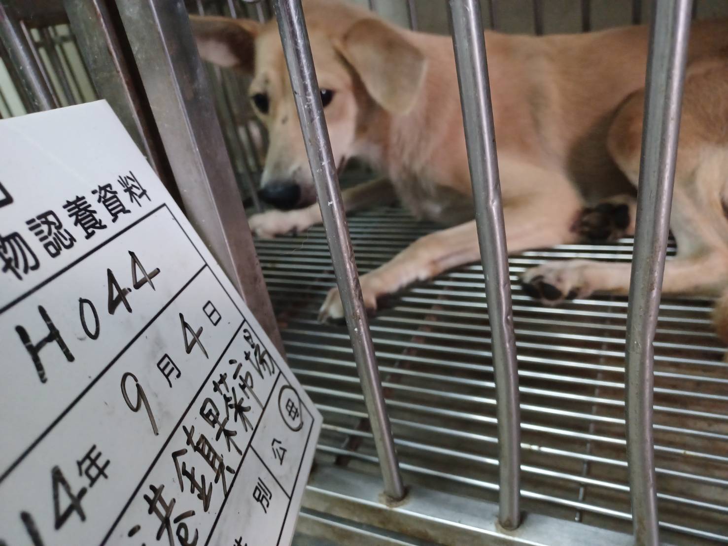 雲林縣已領養狗 混種犬