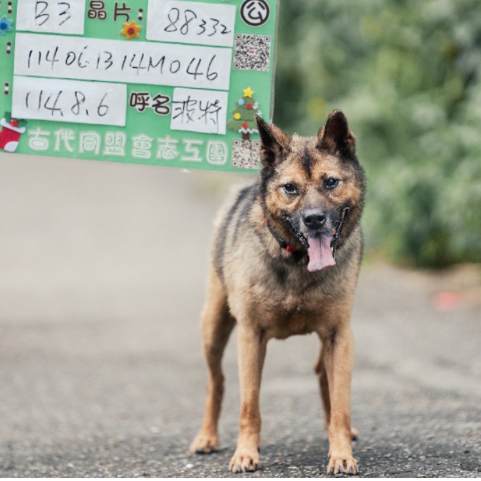 新北市已領養狗 混種犬