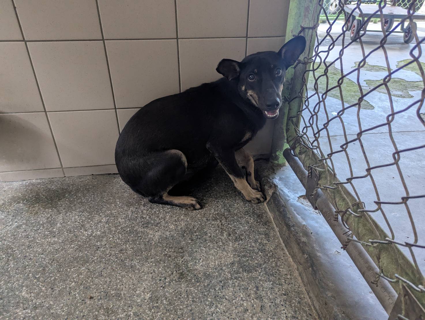 高雄市已領養狗 混種犬