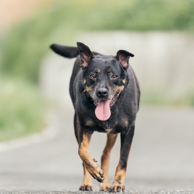 新北市已領養狗 混種犬