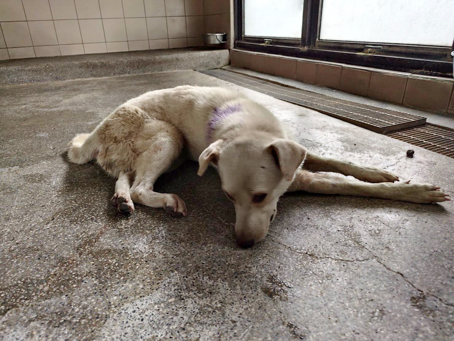 高雄市已領養狗 混種犬