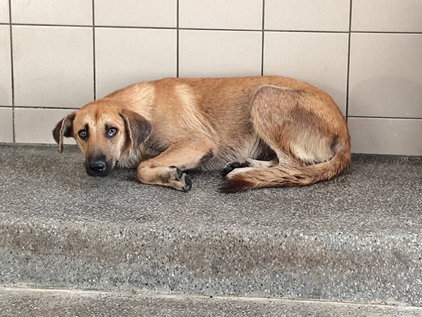 高雄市已領養狗 混種犬