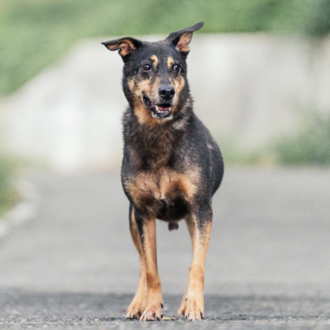 新北市已領養狗 混種犬