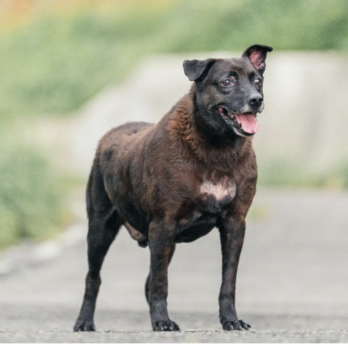 新北市已領養狗 混種犬