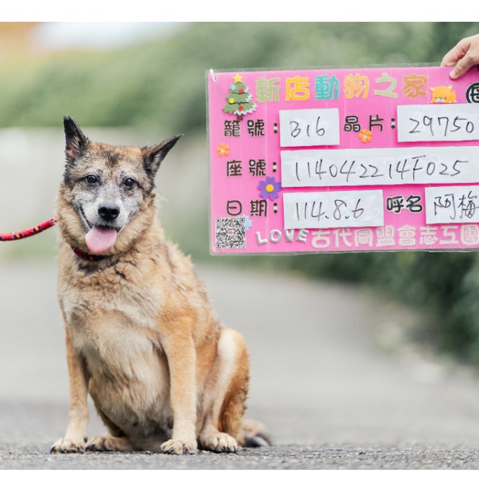 新北市已領養狗 混種犬