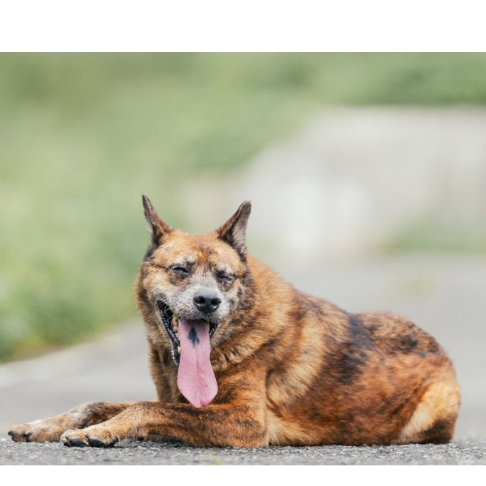 新北市已領養狗 混種犬