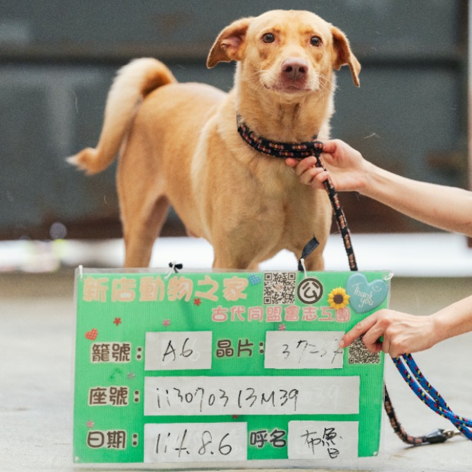 新北市已領養狗 混種犬