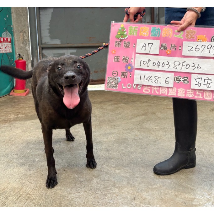 新北市已領養狗 混種犬