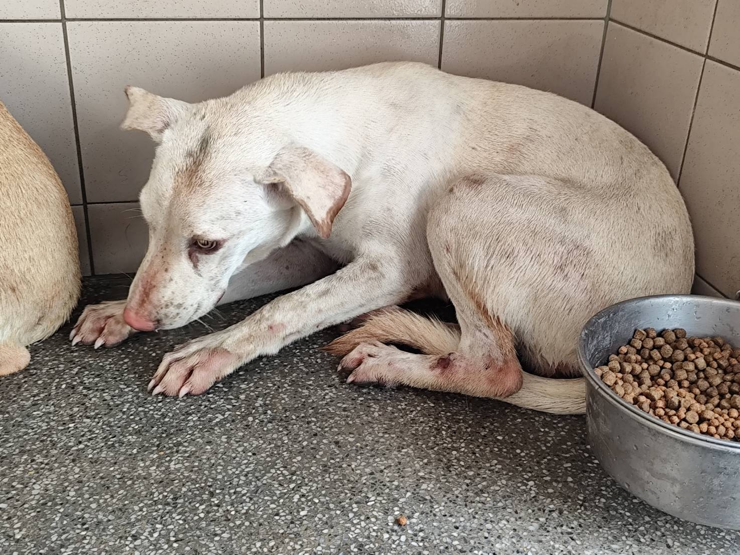 高雄市已領養狗 混種犬