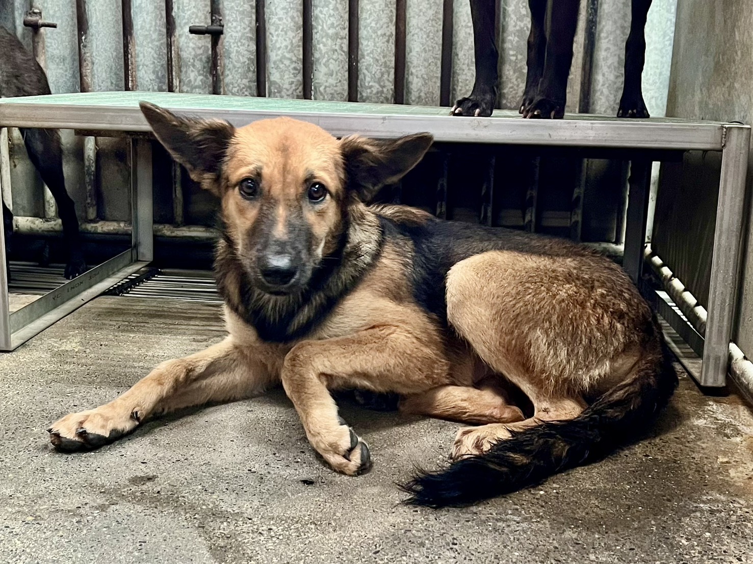 彰化縣已領養狗 混種犬