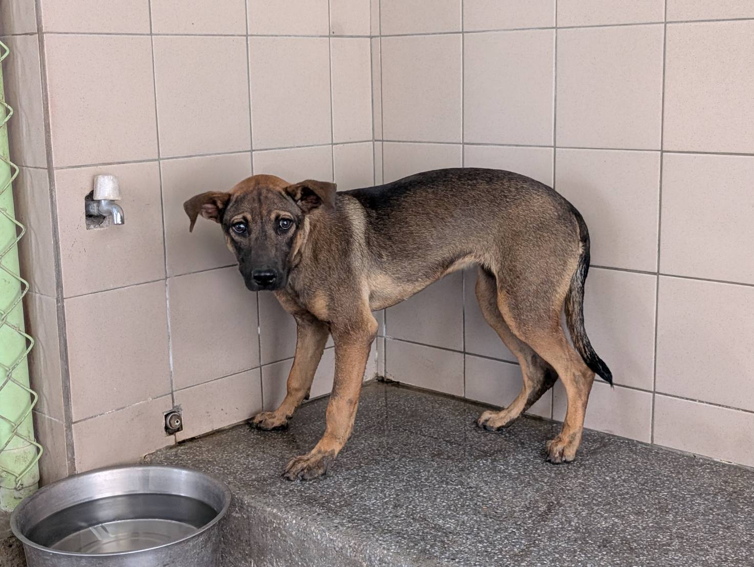 高雄市已領養狗 混種犬