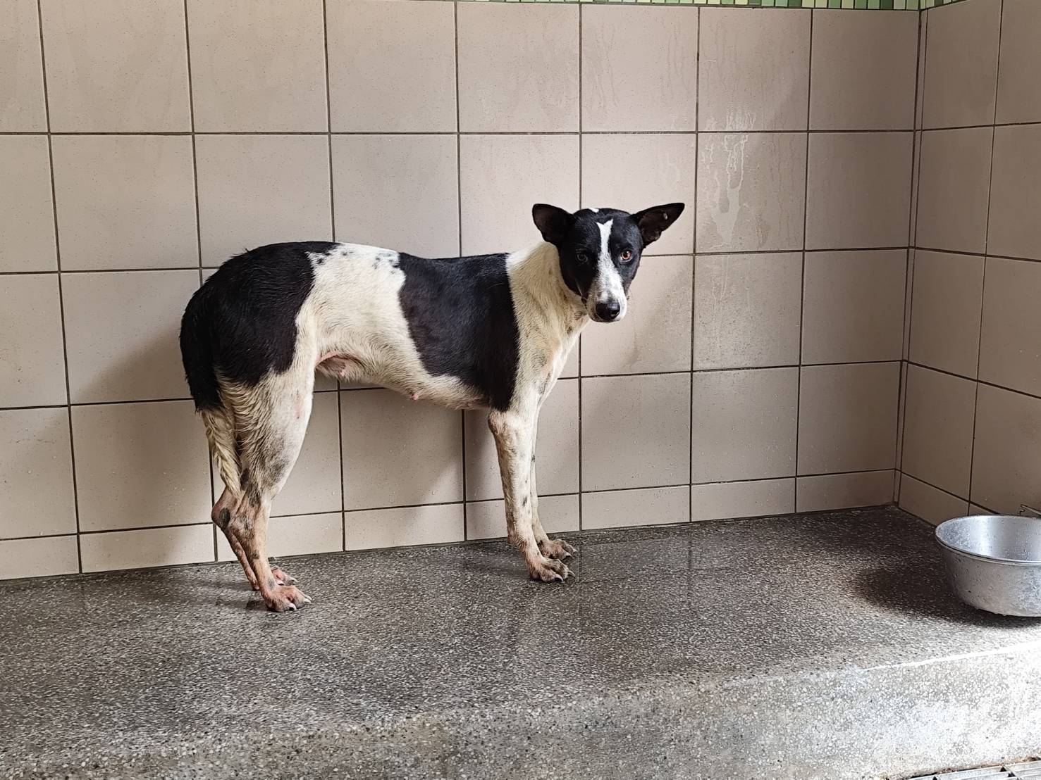 高雄市已領養狗 混種犬