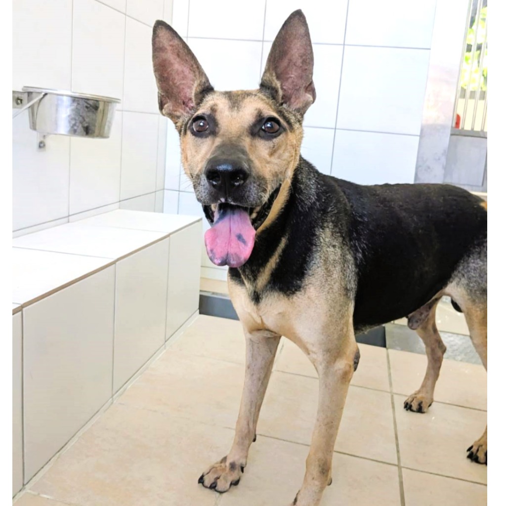 新竹縣已領養狗 混種犬