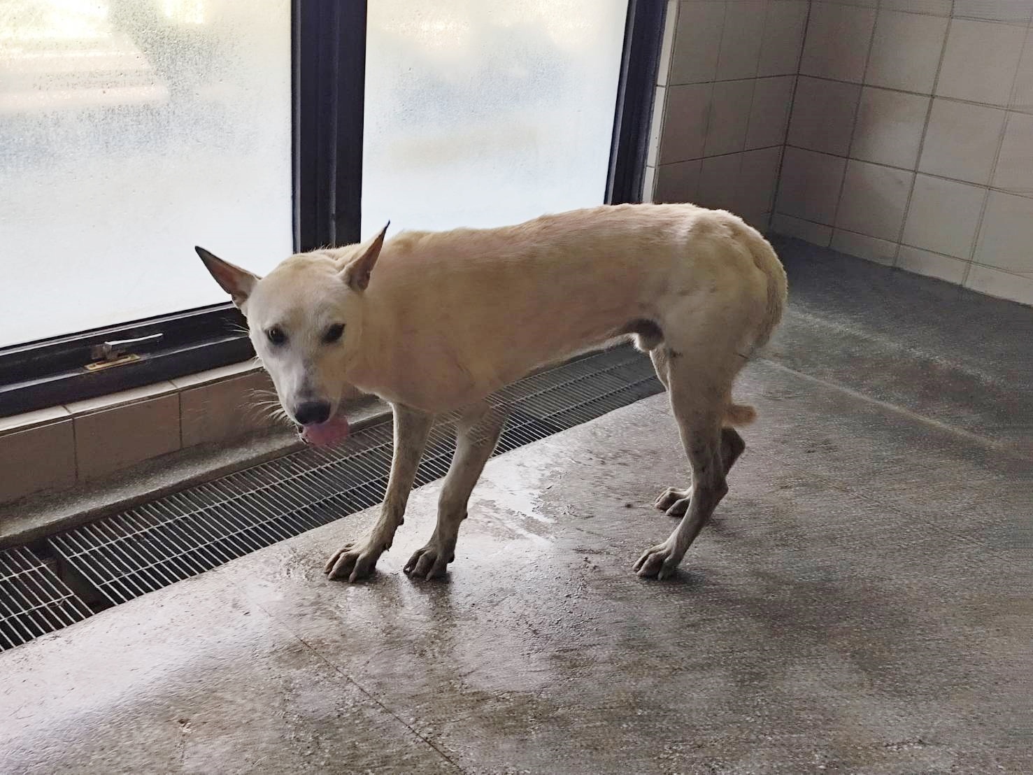 高雄市已領養狗 混種犬