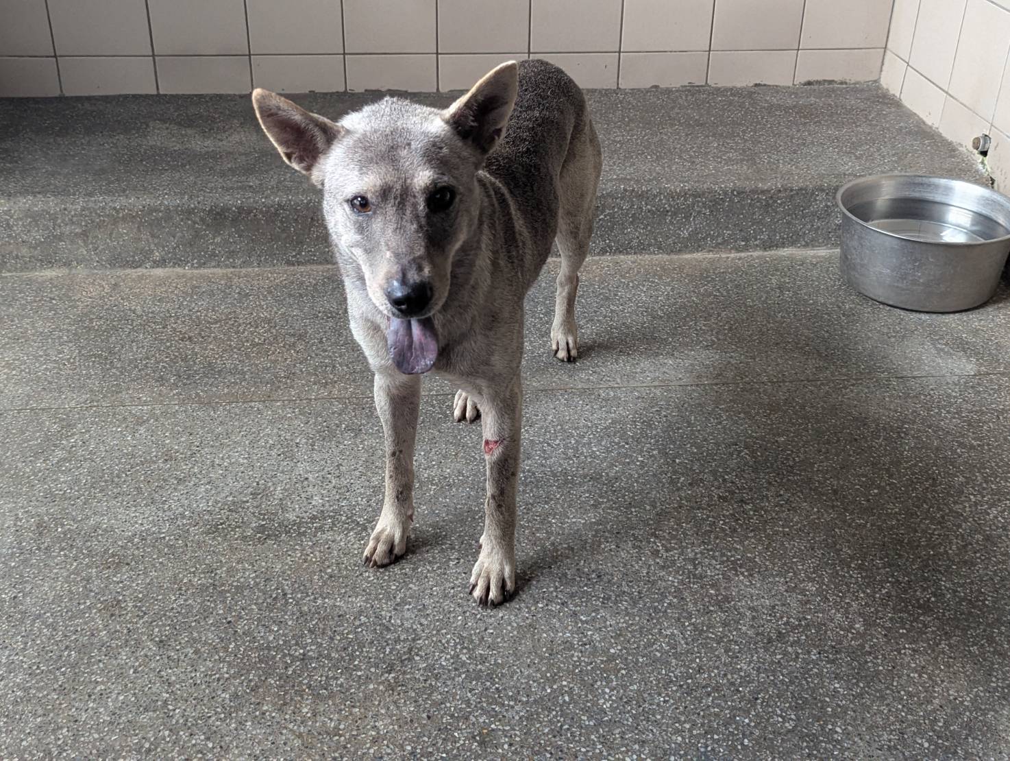 高雄市已領養狗 混種犬