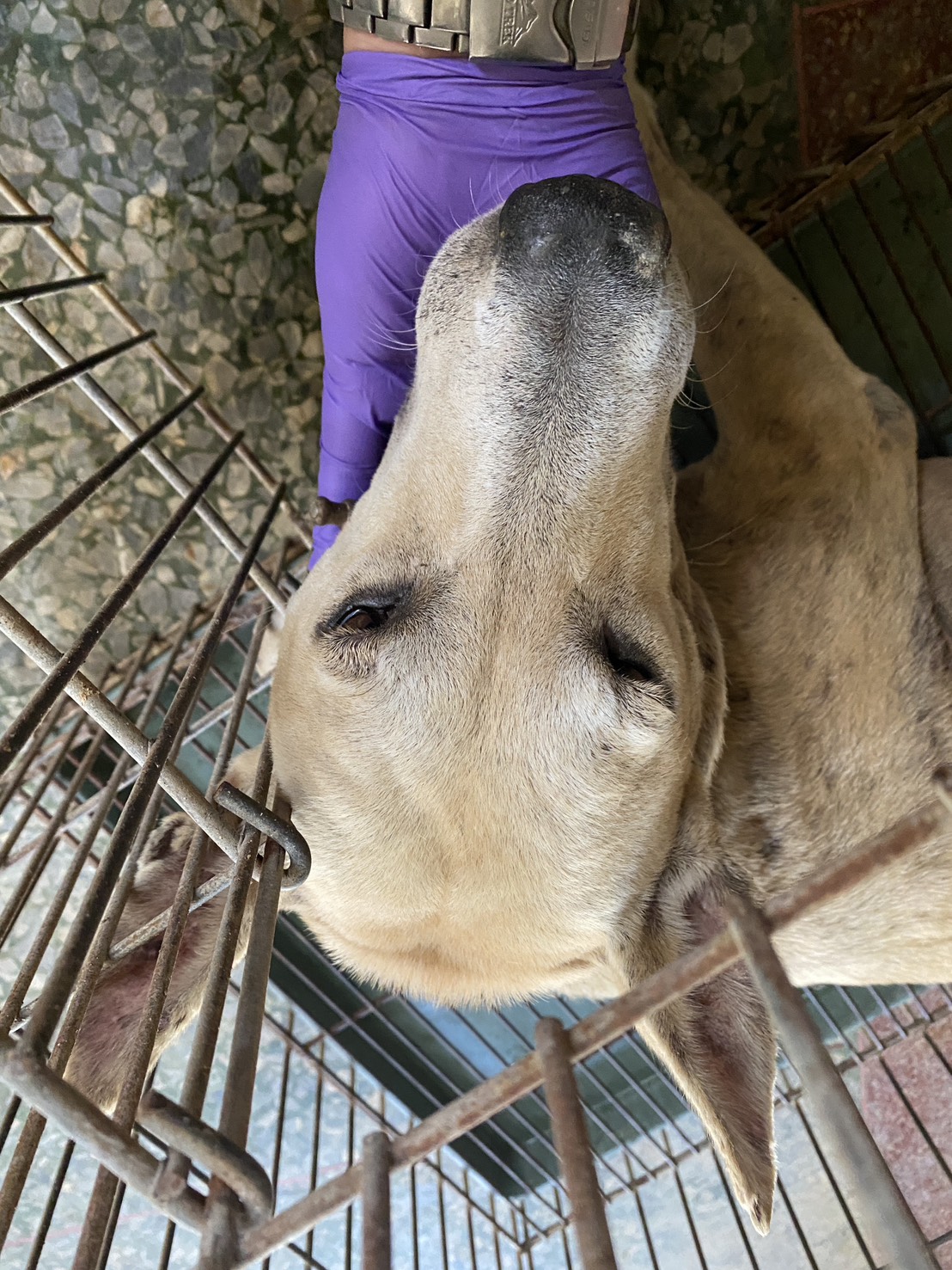 台南市待認養狗 混種犬