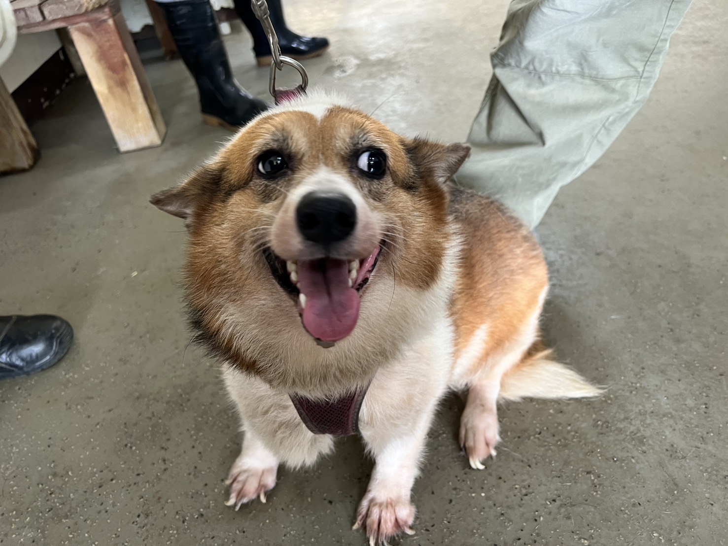 桃園市待認養狗 威爾斯柯基犬