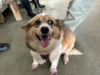 桃園市待認養狗｜威爾斯柯基犬｜花色｜母