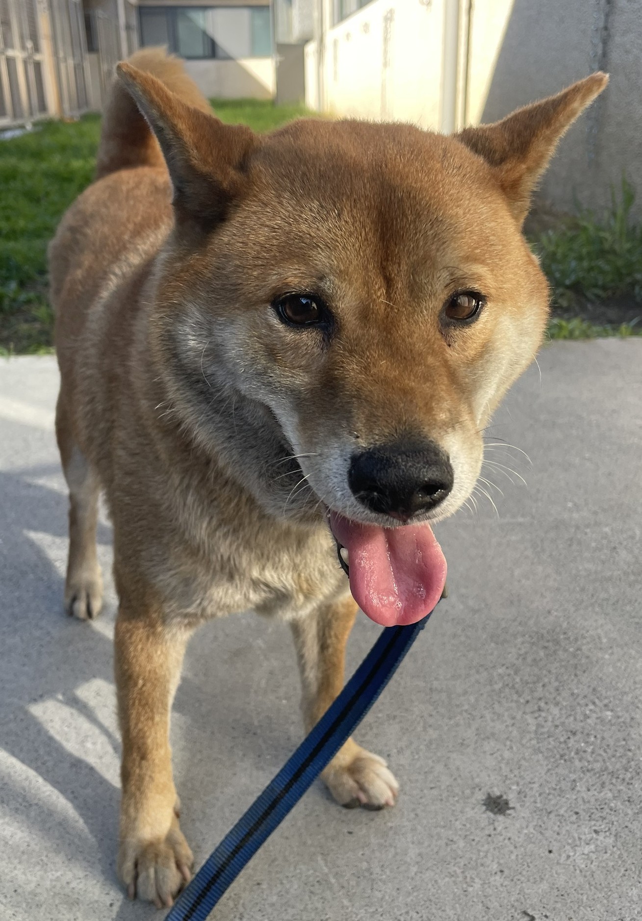花蓮縣待認養狗 混種犬