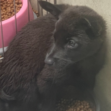 苗栗縣已領養狗 混種犬