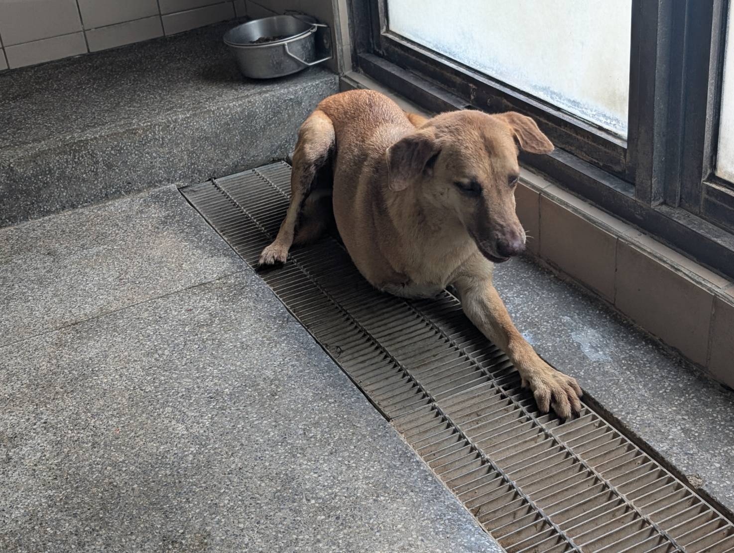 高雄市已領養狗 混種犬