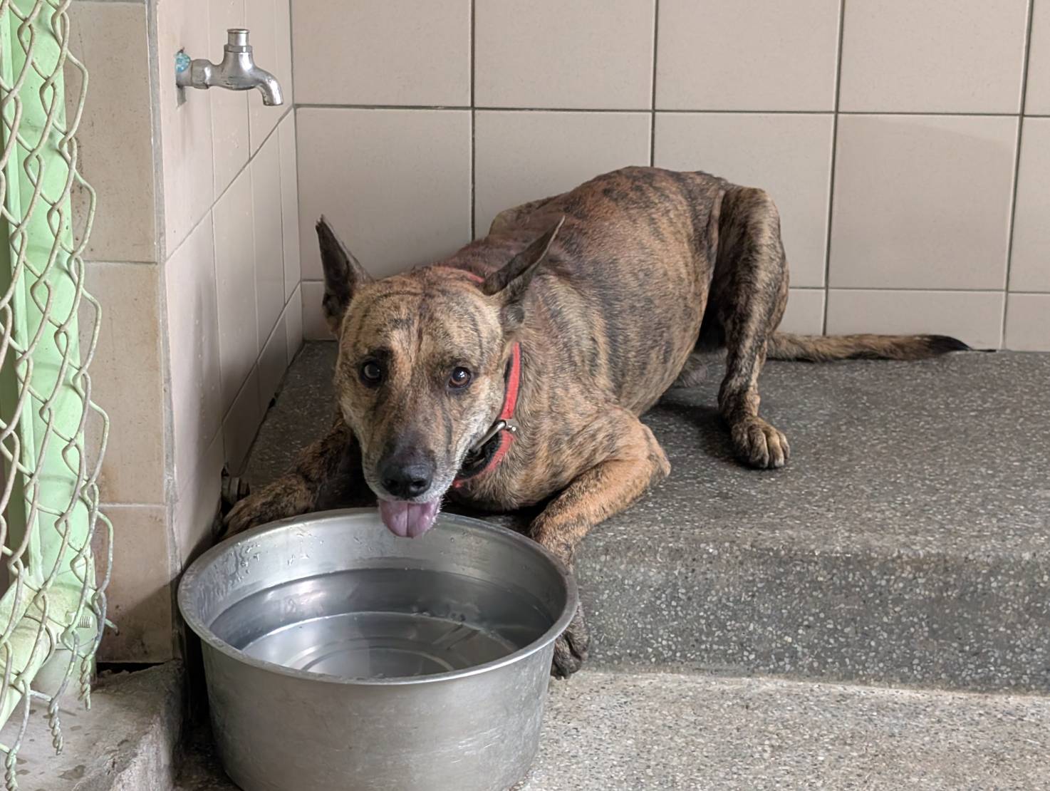 高雄市已領養狗 混種犬