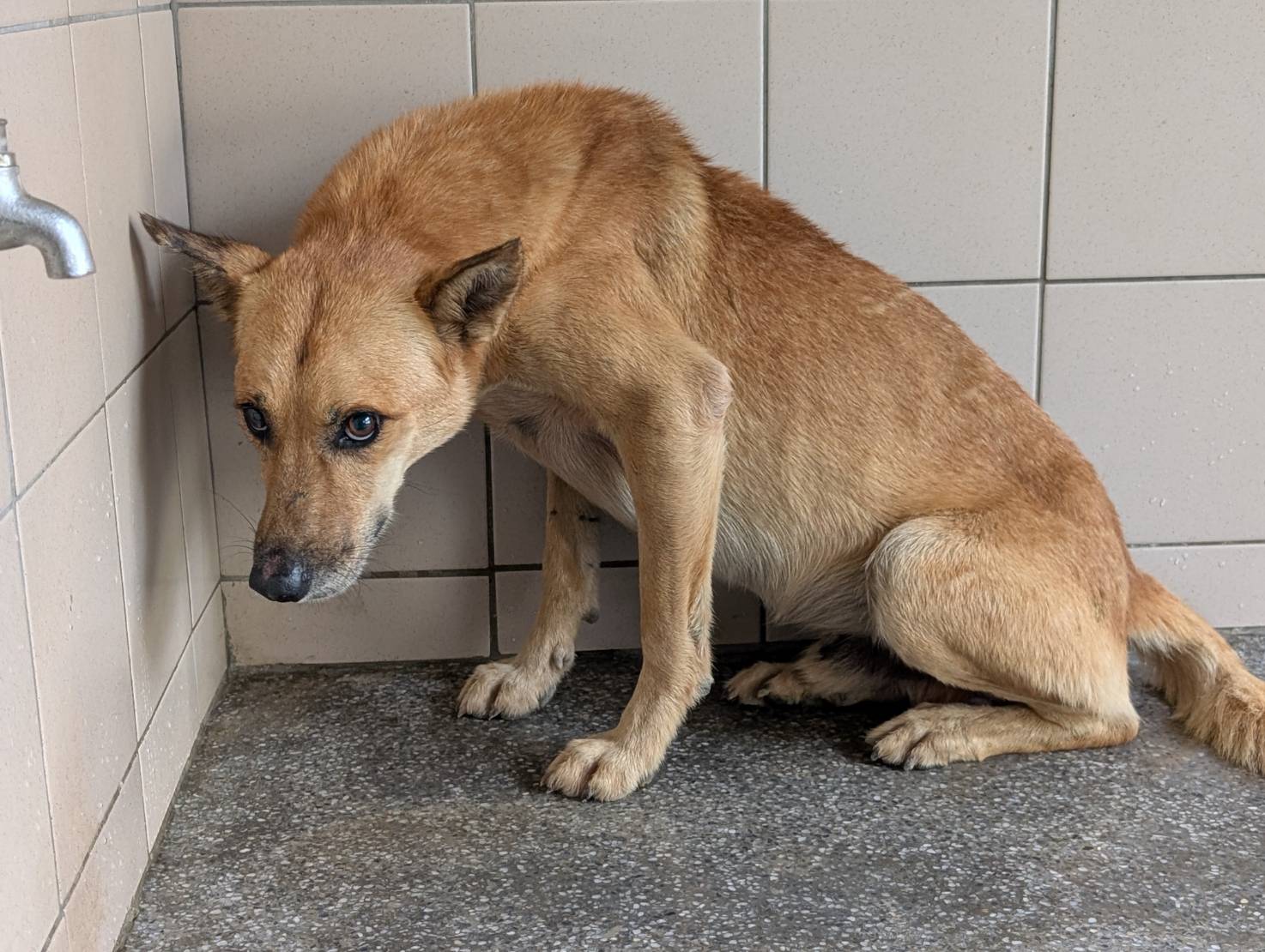 高雄市已領養狗 混種犬