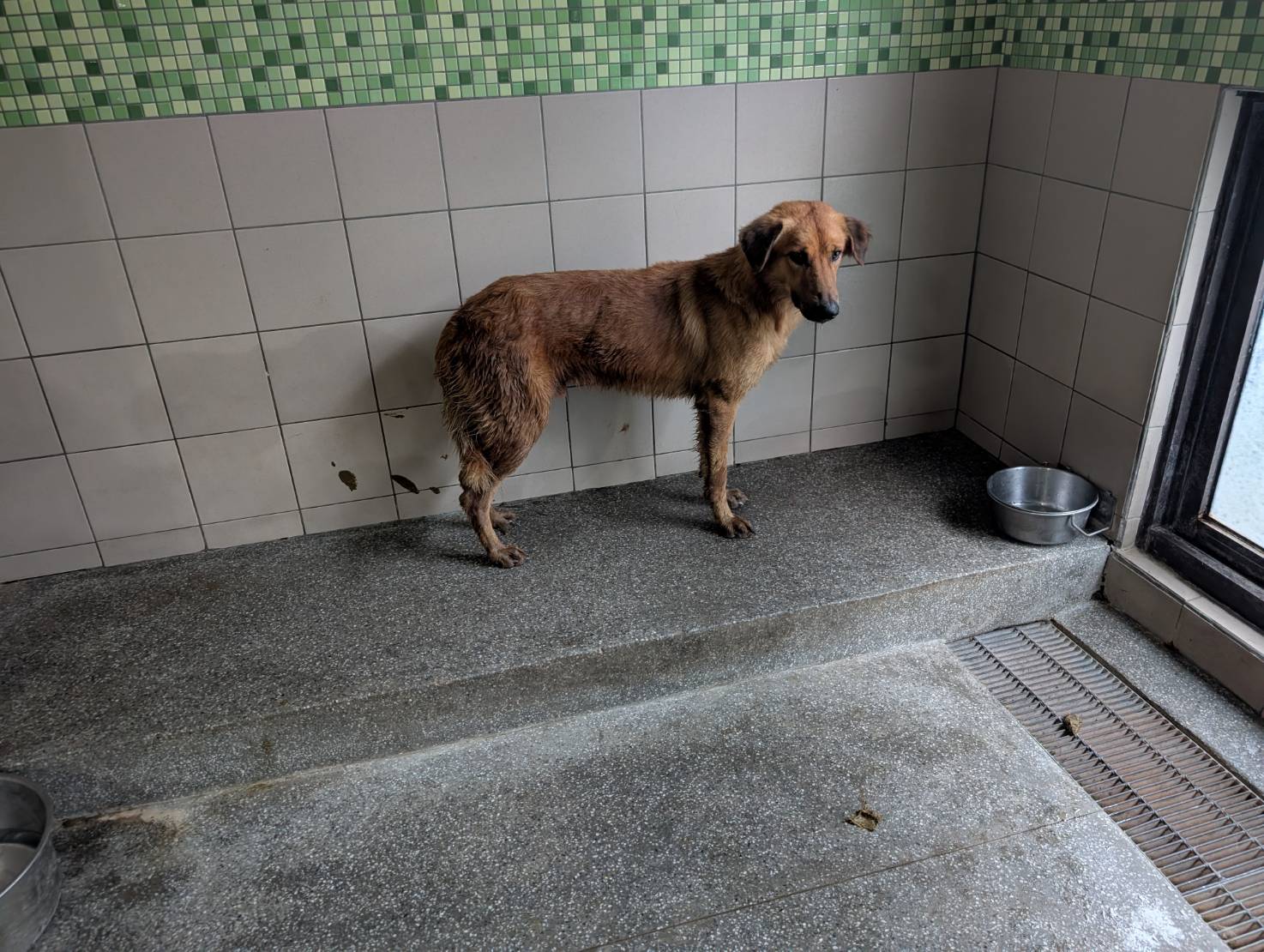 高雄市已領養狗 混種犬