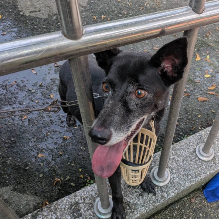 台南市已領養狗 混種犬