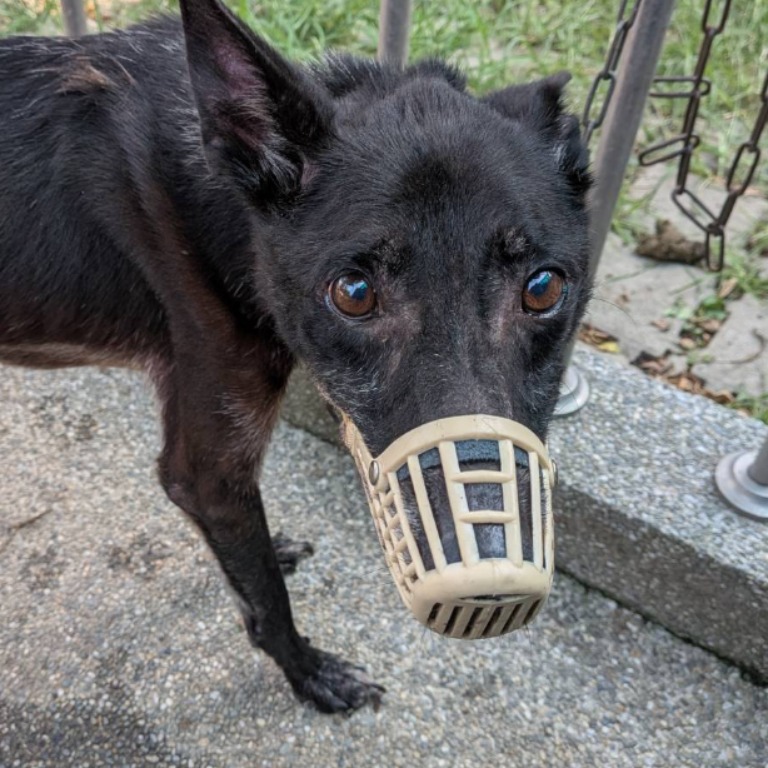 台南市待認養狗 混種犬