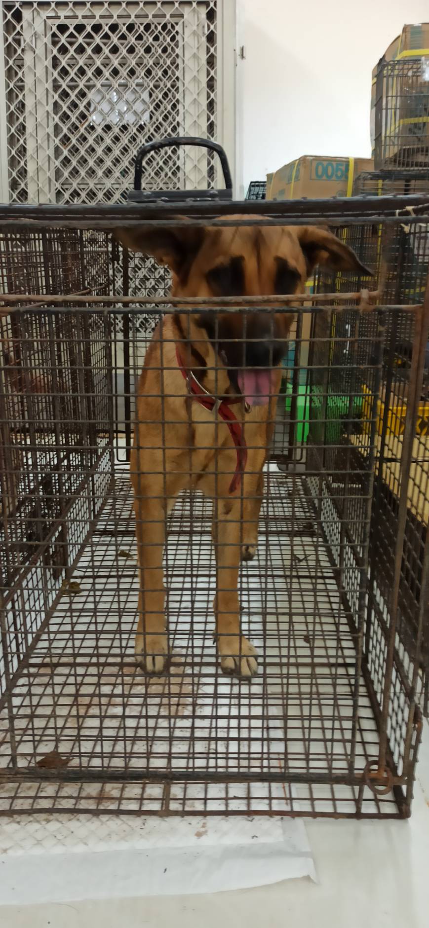 金門縣已領養狗 混種犬