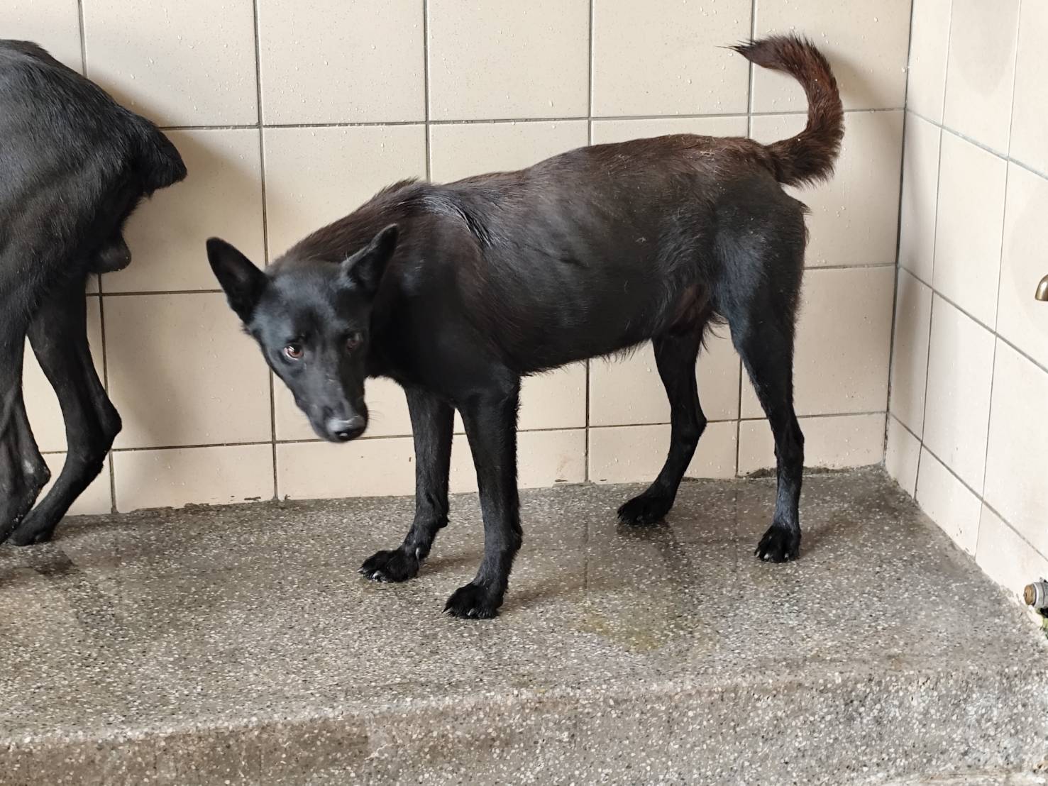 高雄市已領養狗 混種犬