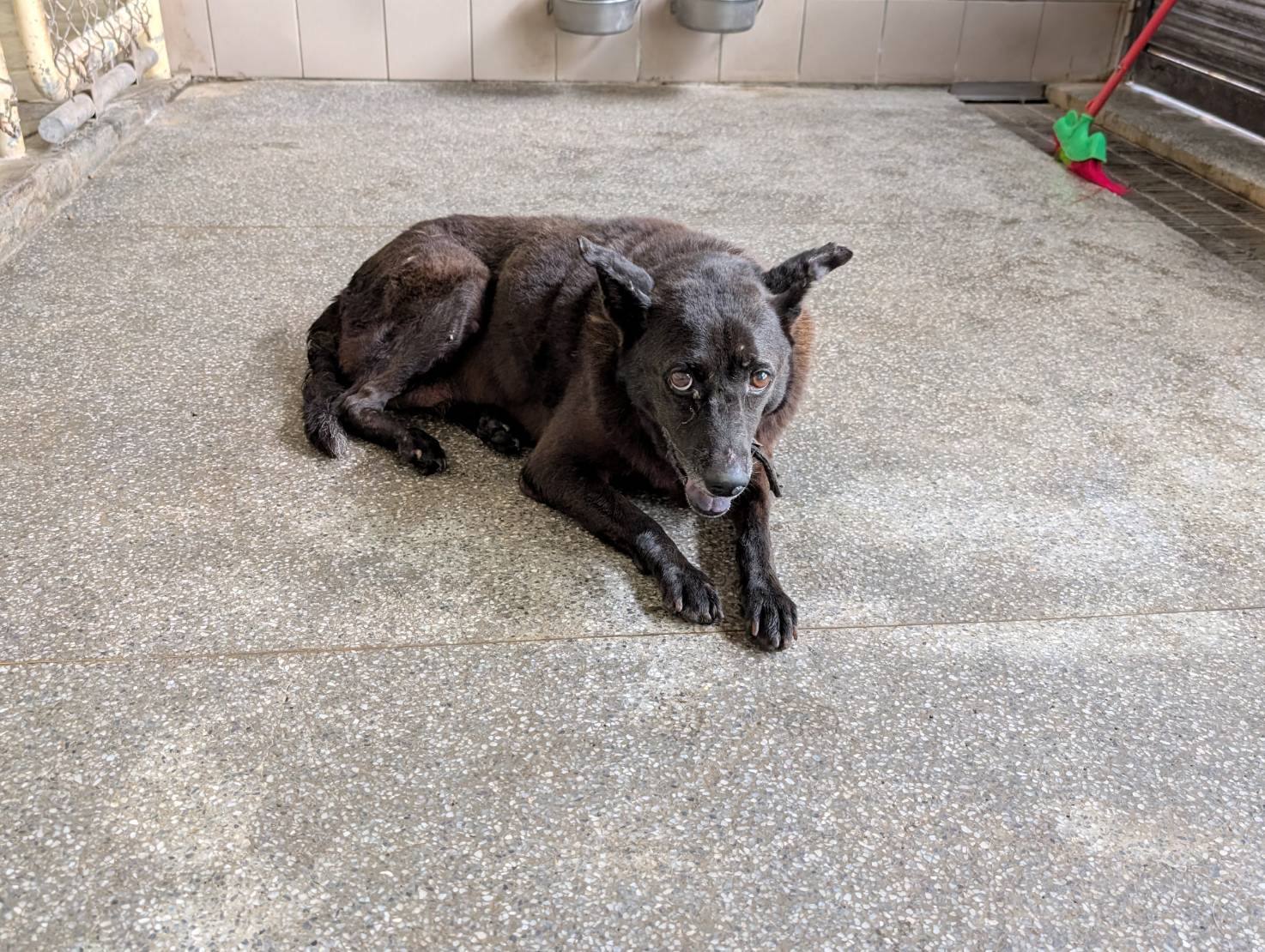 高雄市已領養狗 混種犬