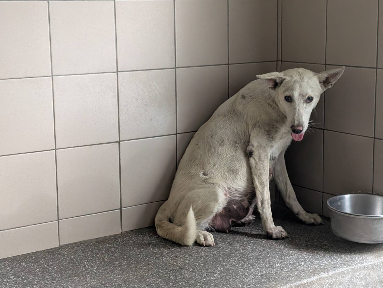 高雄市已領養狗 混種犬