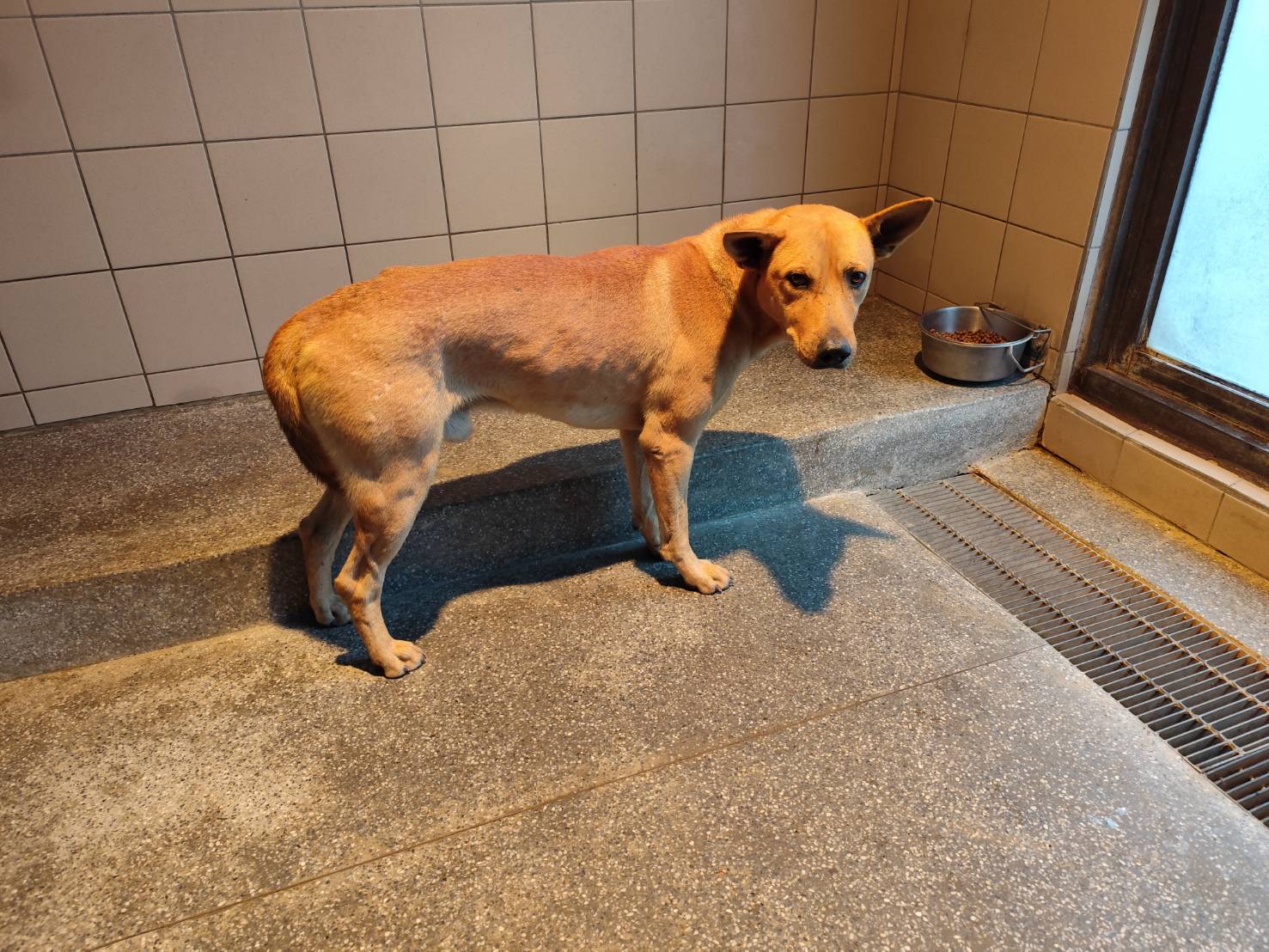高雄市已領養狗 混種犬
