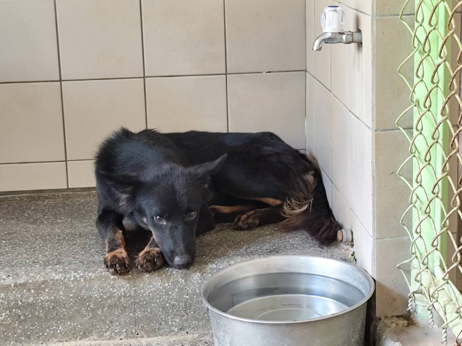 高雄市已領養狗 混種犬