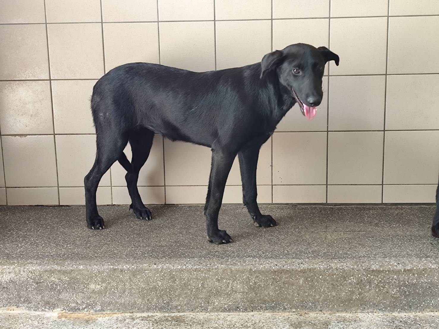 高雄市已領養狗 混種犬
