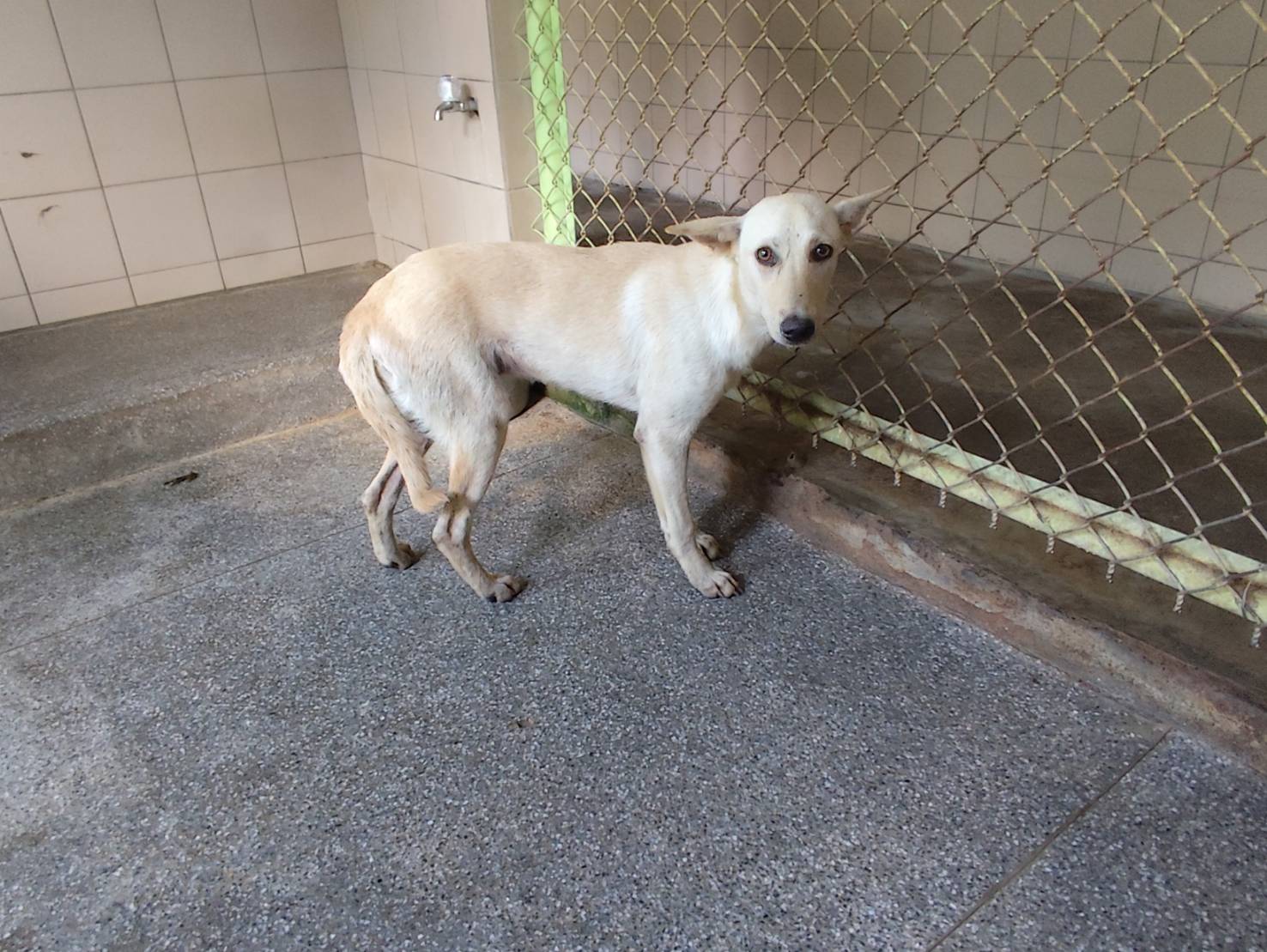 高雄市已領養狗 混種犬
