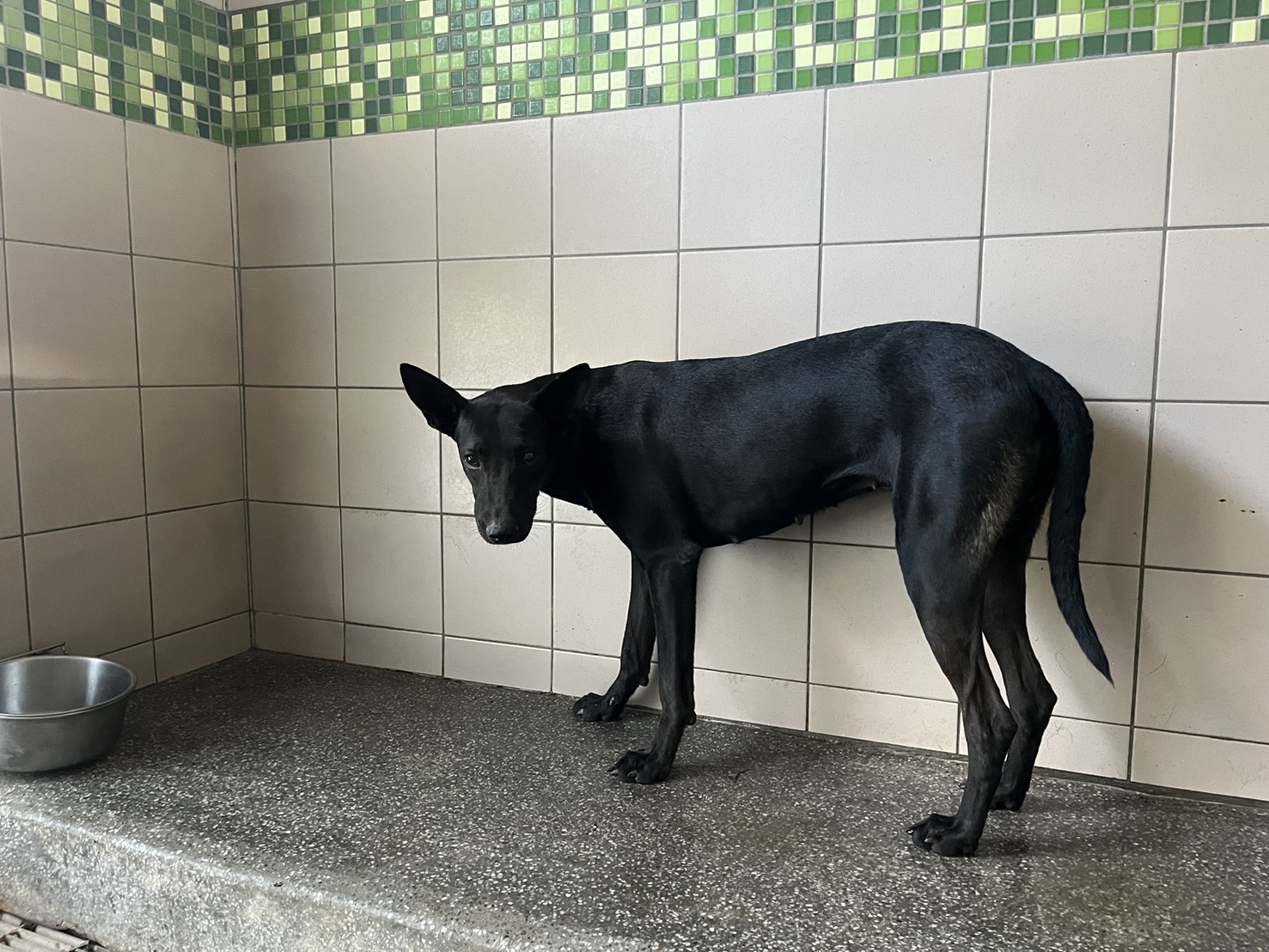 高雄市已領養狗 混種犬
