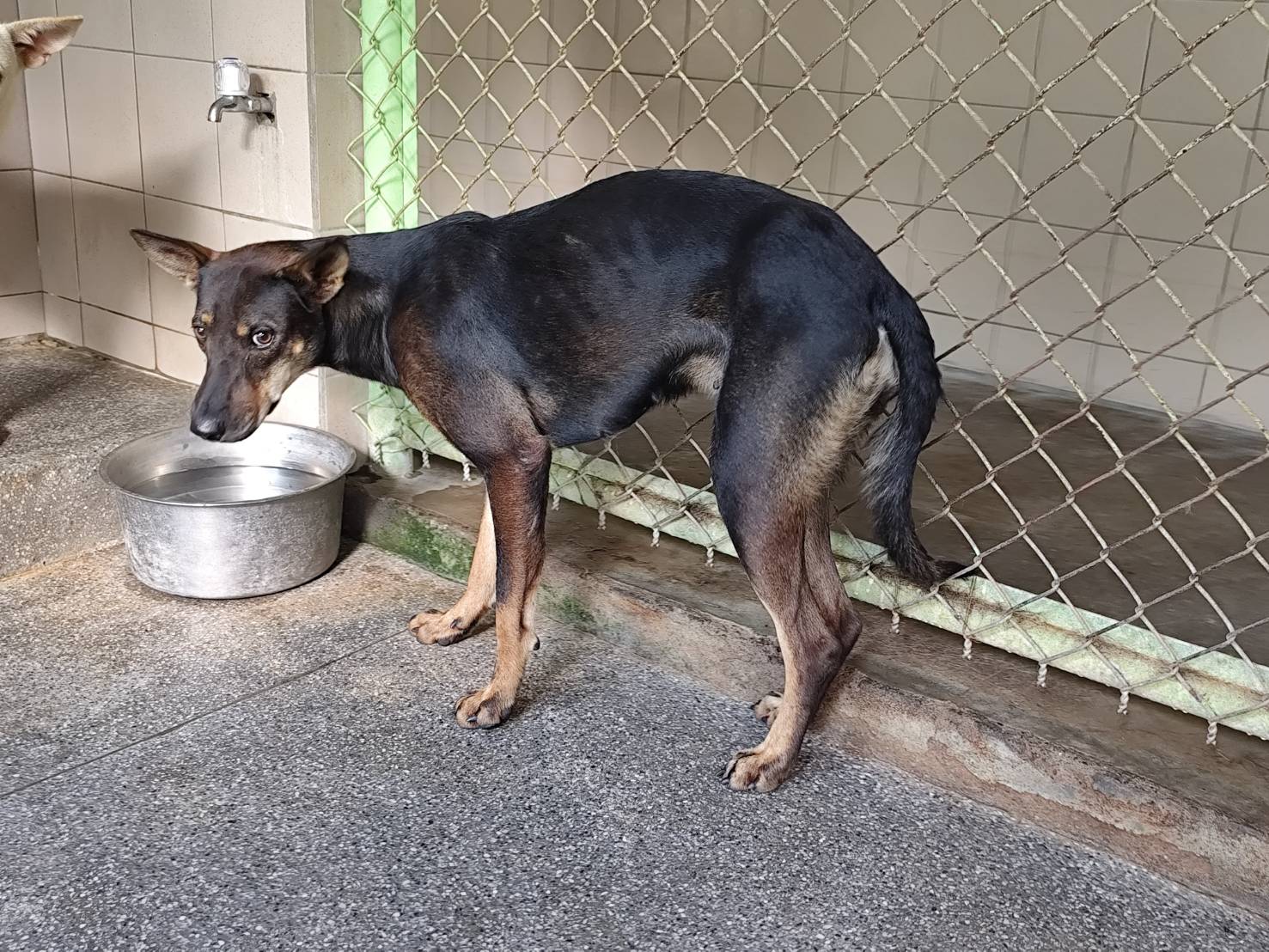 高雄市已領養狗 混種犬