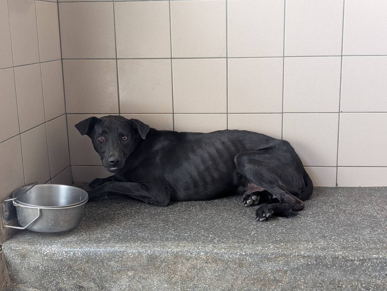 高雄市已領養狗 混種犬