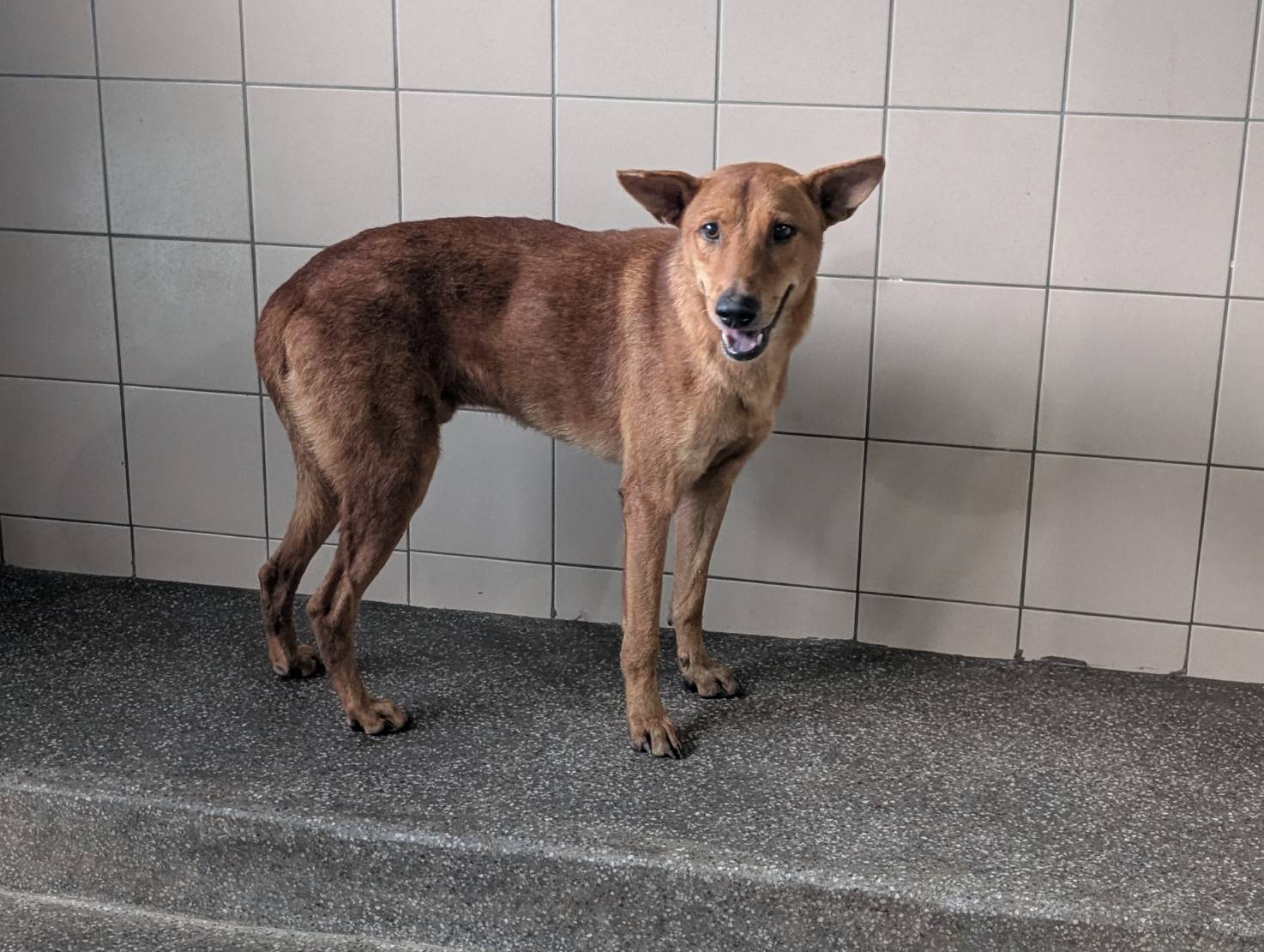 高雄市已領養狗 混種犬