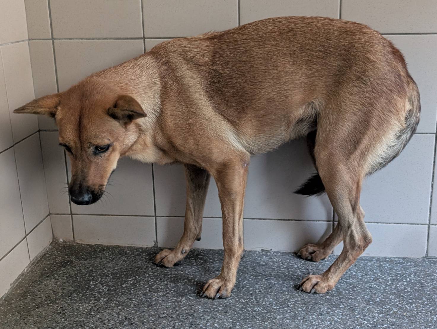 高雄市已領養狗 混種犬