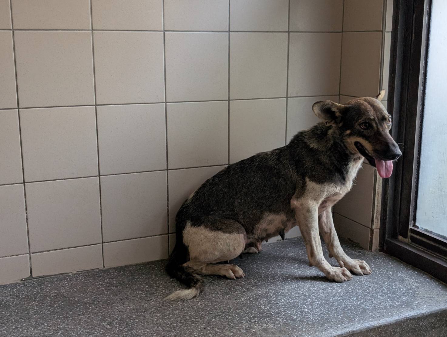 高雄市已領養狗 混種犬