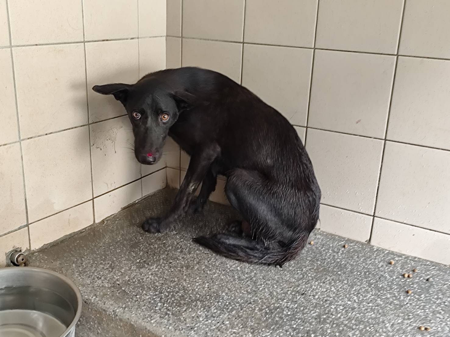 高雄市已領養狗 混種犬