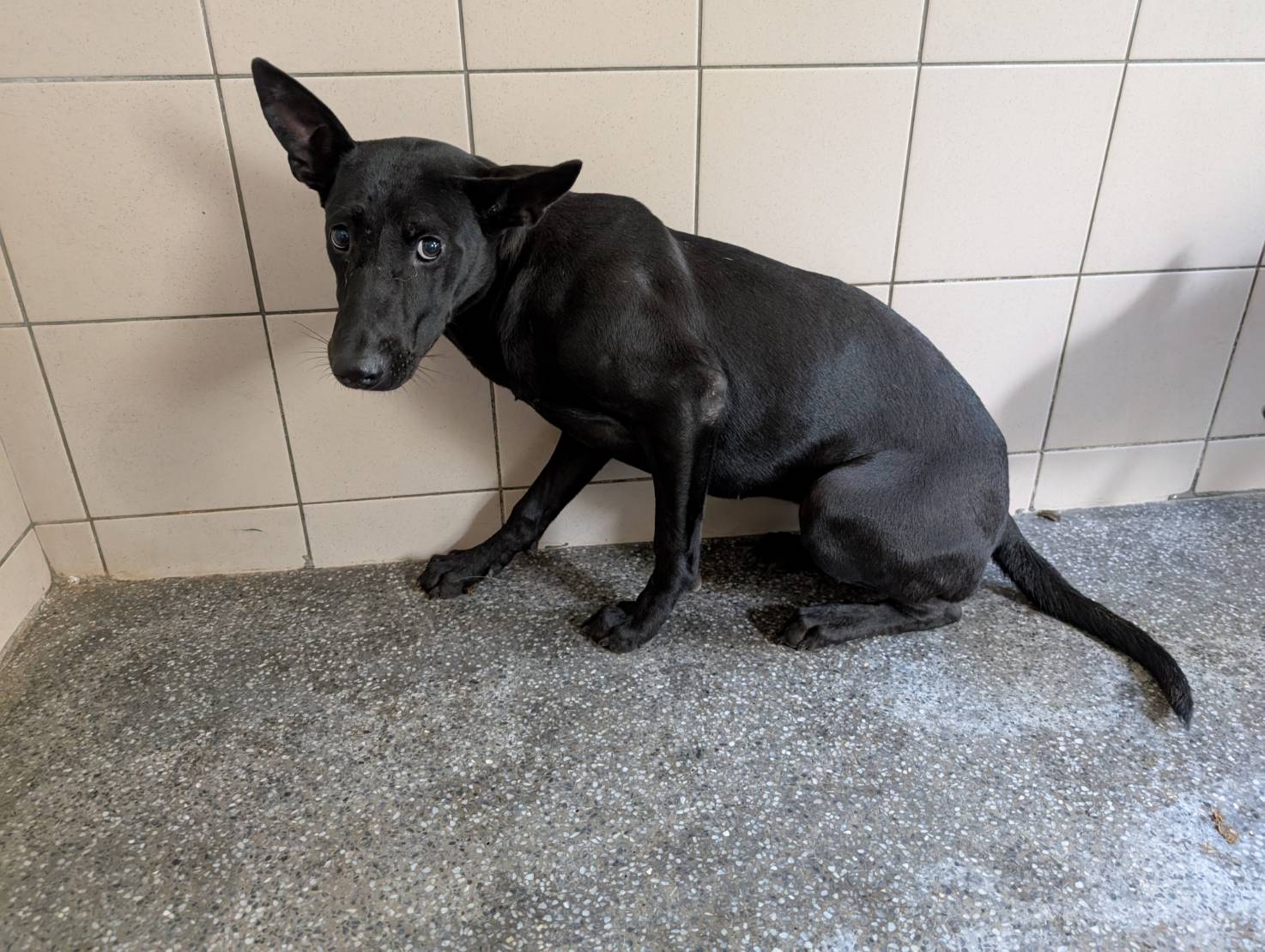 高雄市已領養狗 混種犬