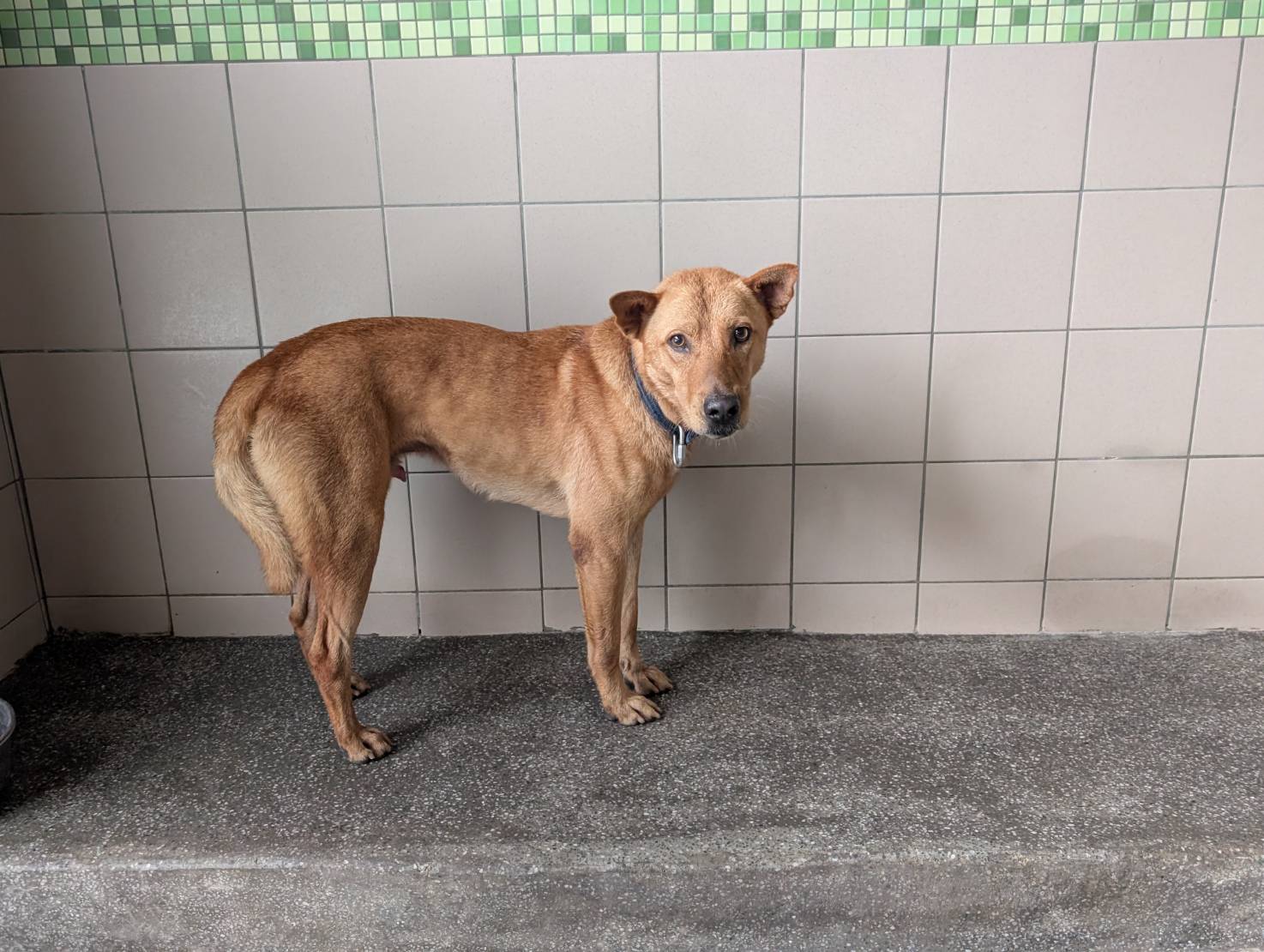 高雄市已領養狗 混種犬
