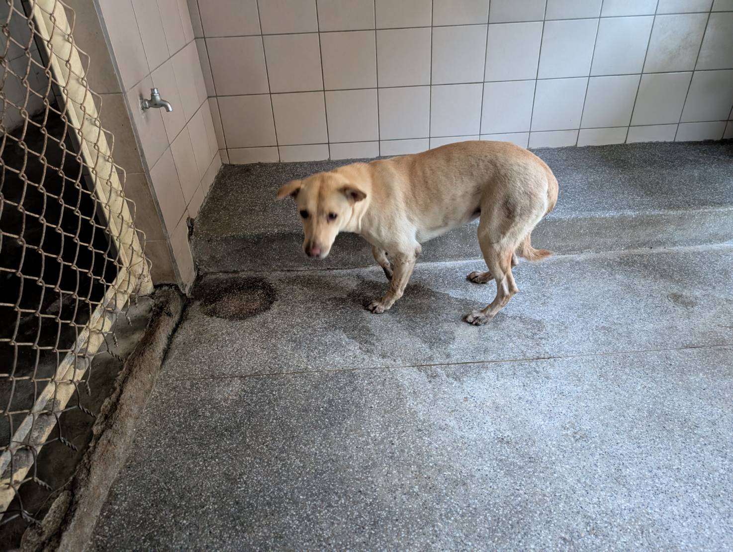 高雄市已領養狗 混種犬
