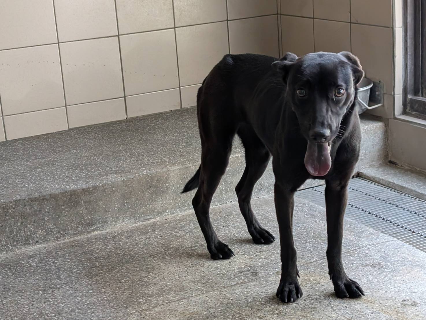 高雄市已領養狗 混種犬